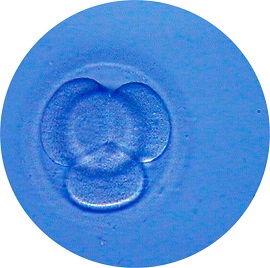 Embryoscope